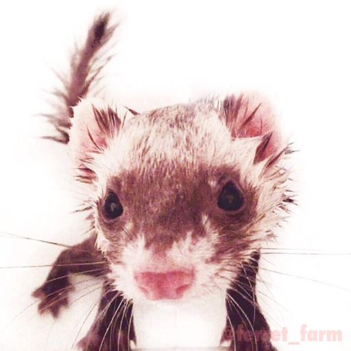 ferret-farm:  Cute little ferret is waking up   I love these