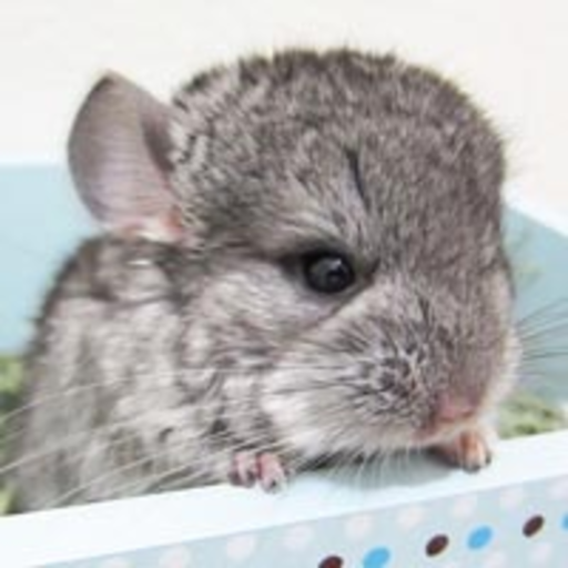 chintubehd:  This touching chinchilla video will make you cry
