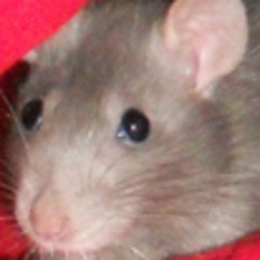 ratshavefeelingstoo:  ADORABLE. I love watching ratties run.