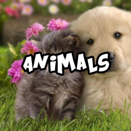 babyanimalgifs:  i can die happy after watching this video