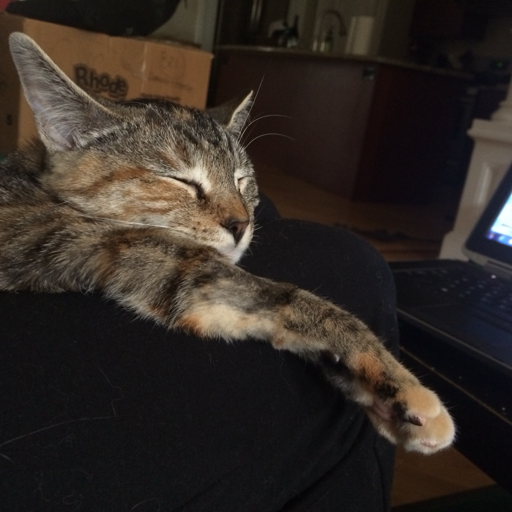 stephendann:  wehavecats:  Saturday morning purr sesh (make sure