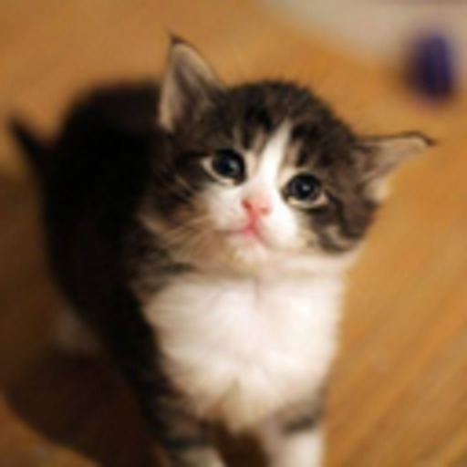 Cats Amazing