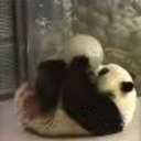 ilovepandacam:  (from the National Zoo’s facebook page)Lately, Bei Bei has been playing in the pools in his exhibit and in the hose when keepers are cleaning. And it’s adorable. 