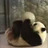 ilovepandacam:  (from the National Zoo’s facebook page)Lately, Bei Bei has been playing in the pools in his exhibit and in the hose when keepers are cleaning. And it’s adorable. 