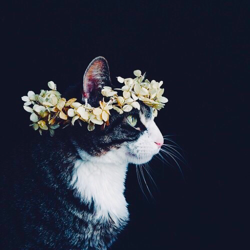 fleur-aesthetic:instagram | oortflower