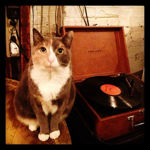 goodmews:  Кот и пылесос (cat and vacuum)  