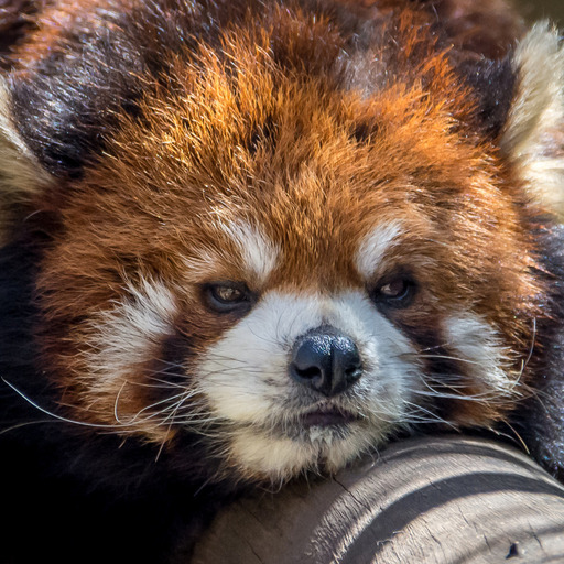 rubbyrubbishbin:  rudeand-ginger:  God red pandas are so precious