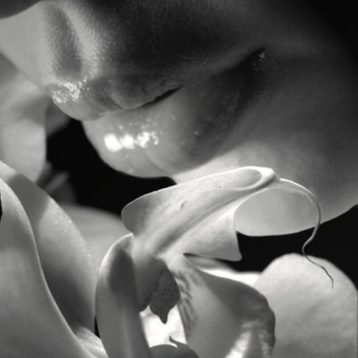 orchidpearls:  