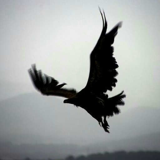 Dark Wings