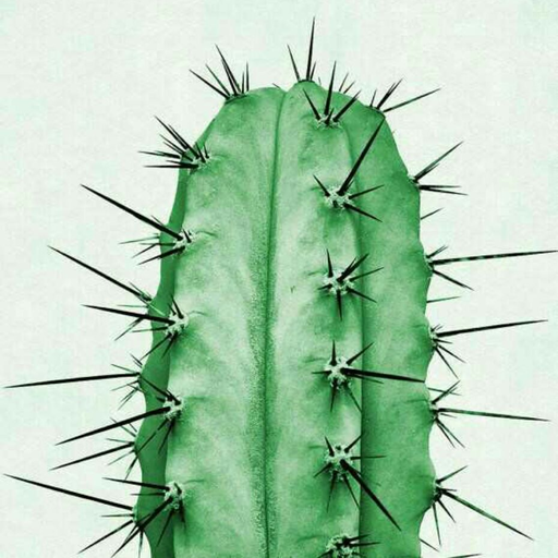 theuglycactus:  Even if you wither,Even if you break,And even
