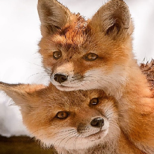 everythingfox:  protect them