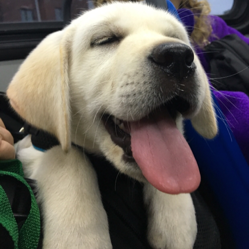 potatopup:  luna is very happy to be back with her pal mystic