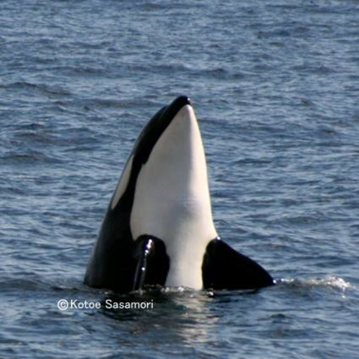 japaneseorca:  Recent video of resident orca off East Hokkaido,