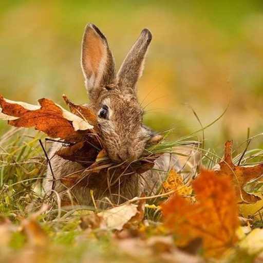 [robot.rabbit.resting]