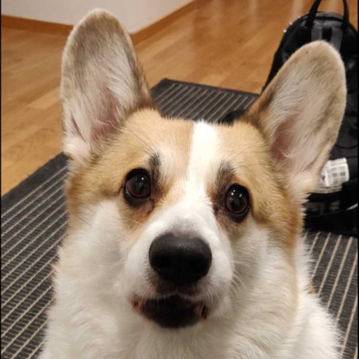 socorgi: It is a corgi burrito 