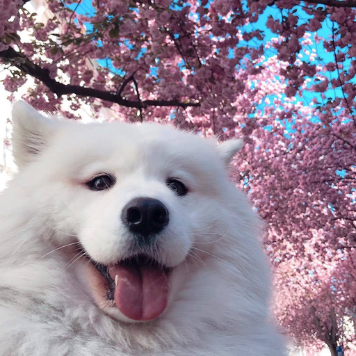 A forest of these trees is a spectacle too much for one man to