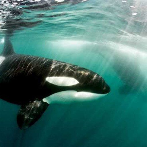 theincredibleorca:   	Orcas by Chiara Giulia Bertulli    	Via