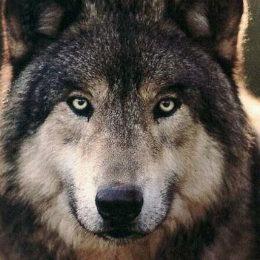 a77wolves:  	Mexican Gray Wolf by wplynn  	Via Flickr: 	(Canis