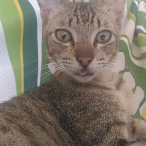 cats-goes-nya:I LOVE HIRATE YURINA AND I WILL ALWAYS FOLLOW HER