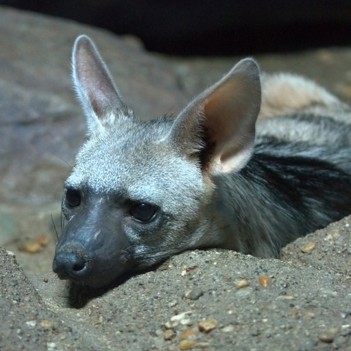 mostlytumbler:  jiraiyaa:  do you ever just look at an animal