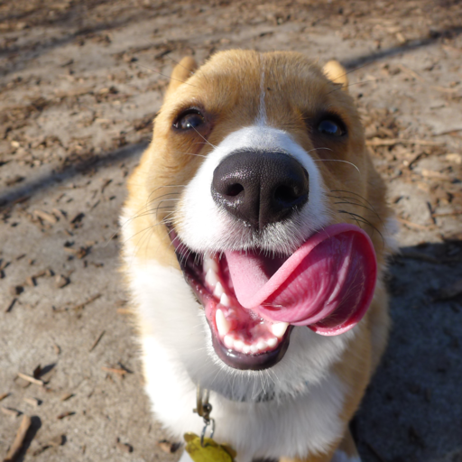 Chubby the Corgi: A Dog Blog