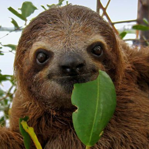 misterlemonzafterlife:dailysloth:https://MisterLemonzAfterlife.tumblr.com/archive