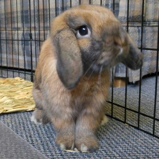 Bumi Bunny