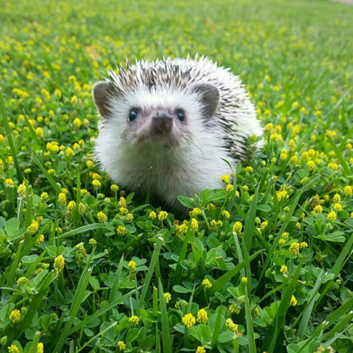 ace-anonymous:  My hedgehog is my spirit animal, only comes out