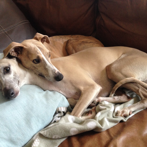 twhippets:Oh Mr Stan, do you not get enough love? 