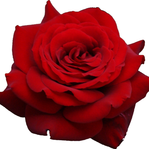 cupidpetals: