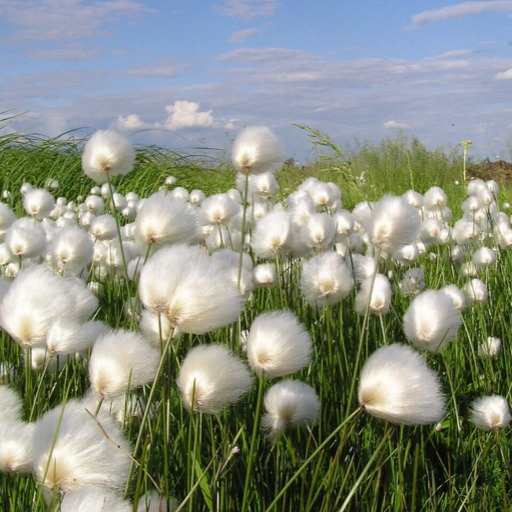  sext: lay in a field of tall grass w me while the universe breathes