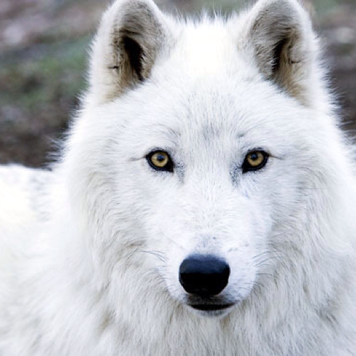 wolfeverything:  charming boy
