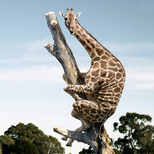 giraffeinatree:  All the SDZoo vines being posted have been so