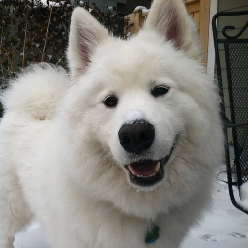 skookumthesamoyed:  Love my new play mats momma! They definitely