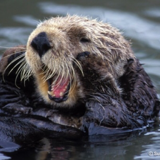 ottersforbad1ddays:  