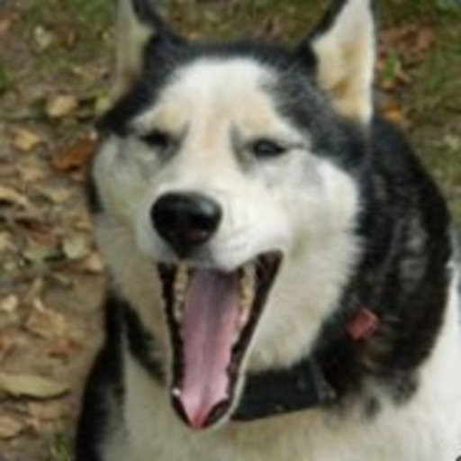 True/False game. Make an assumption about me in my ask and I’ll