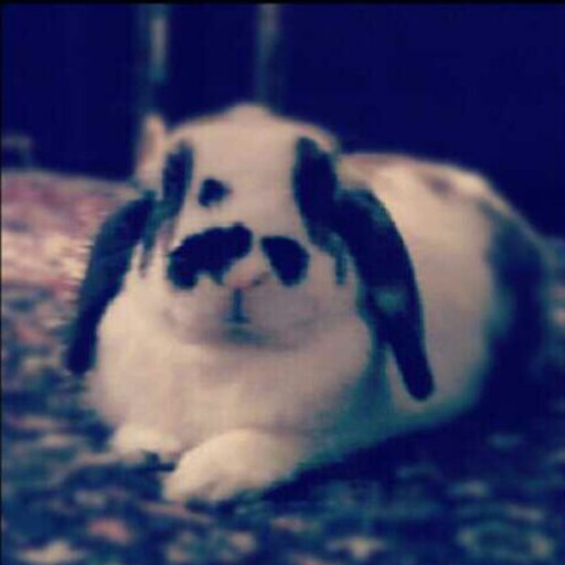 Bunnies!