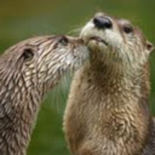 ottersatplay: