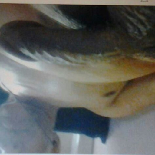 sQuiRt GuRL jb