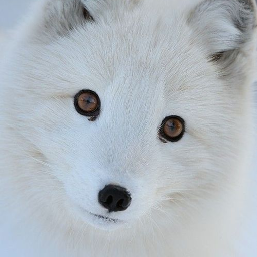 Give This Fox Some Sugar