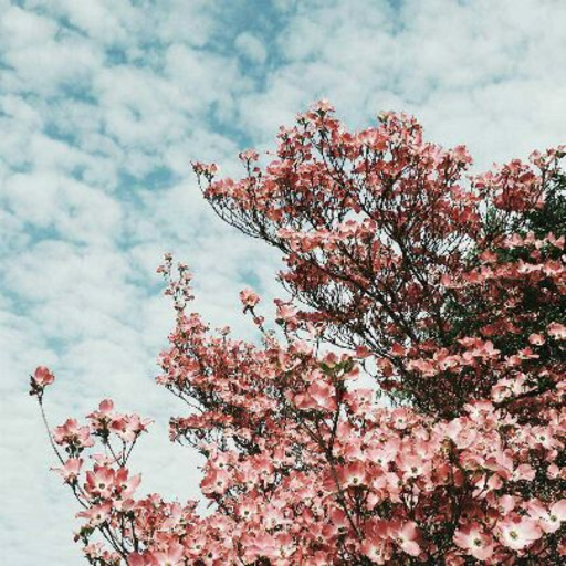 aliceallaricercadellamore.tumblr.com/post/127959737403/