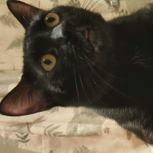 myroommatecat: