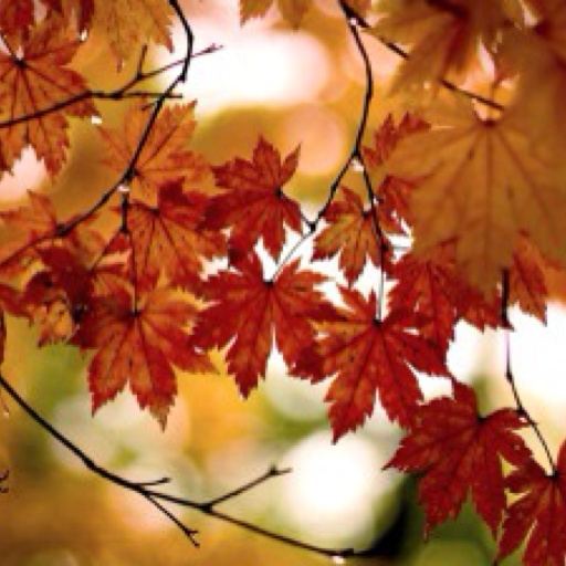 Cozy Autumn Dreams