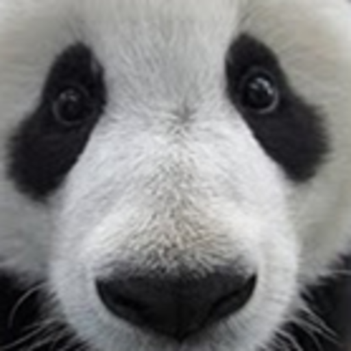 ilovepandacam:  (from the National Zoo’s facebook page)Lately,