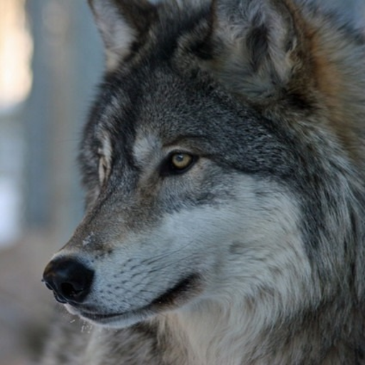 wolveswolves:Winter wolf howls by Wolf Conservation Center