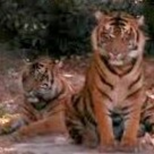 alltiger:  (via Tiger Stretch | The Siberian tiger (Panthera