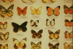 laurencephilomene: at the butterfly museum today  dead butterflies