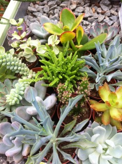 plantdom:  cute idea : buy some succulents and plant them together