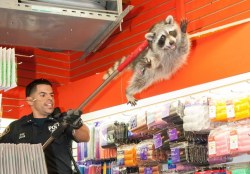 koolaidicecubes:unamusedsloth:  NYPD escorting a raccoon out