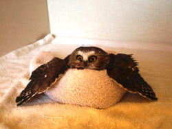 kathymcdarvish:  becausebirds:  Owl in a towel.  HNNNG!